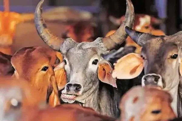 Gau rakshaks assault cattle traders near Hyderabad; 4 injured